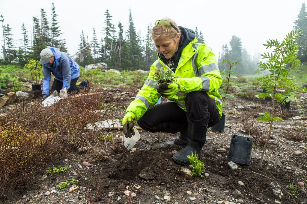 A volunteer planting a tree seedling at a forest restoration site